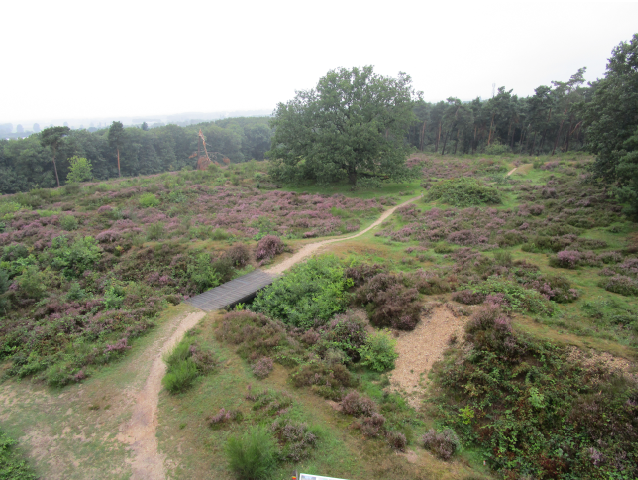 joristocht natuur